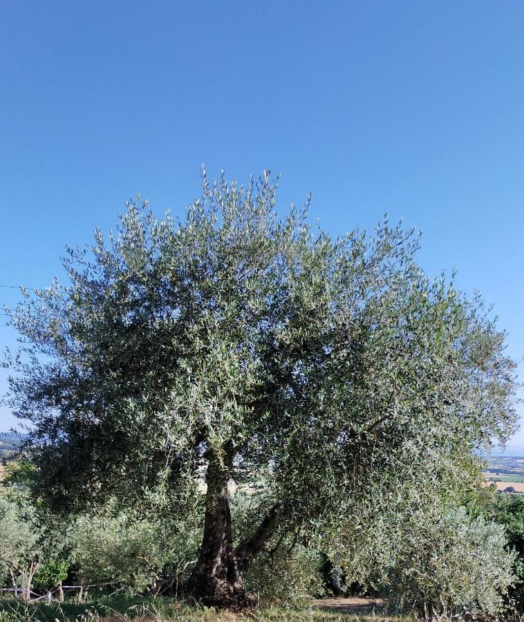 L'Olivo Appartamento Turistico Lucignano Exteriör bild